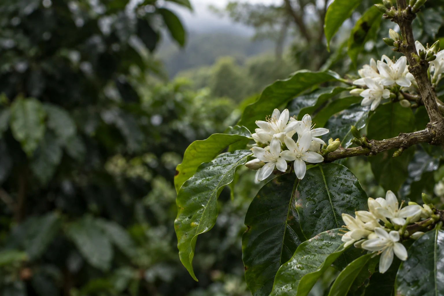 Flores blancas del cafeto y hojas húmedas; imagen ilustrativa