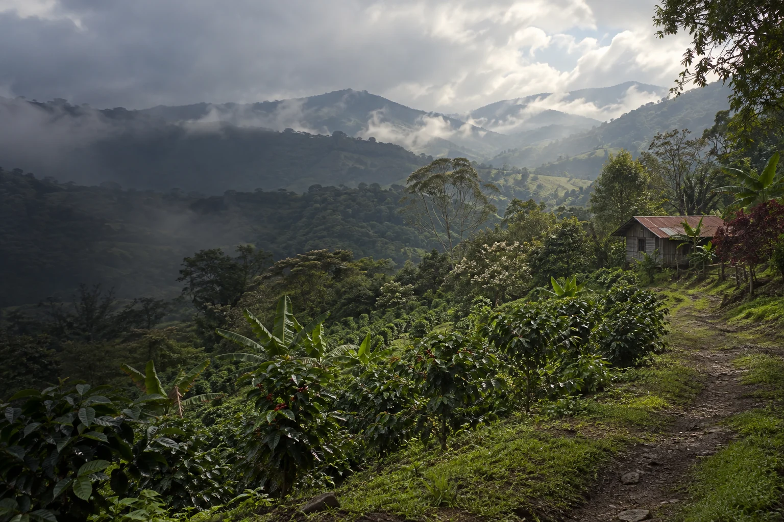 Cafetales y vivienda rural entre montañas y neblina; ilustración inspirada en Boquete