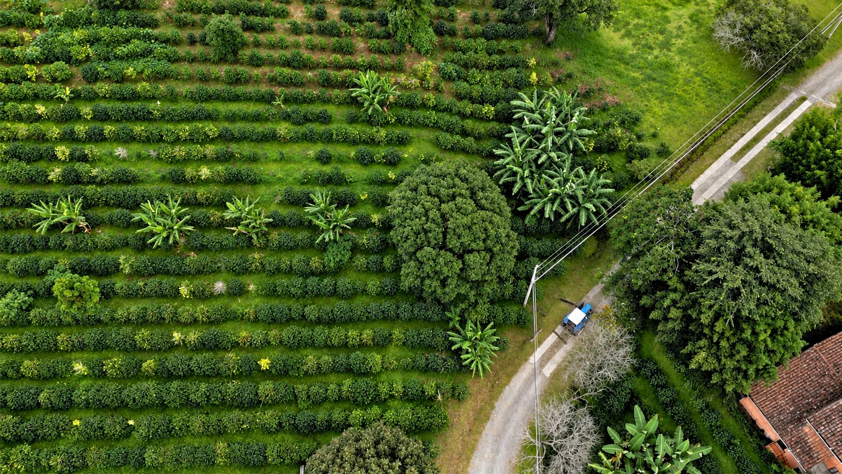 Vista aérea de los cafetales de Finca El Encanto, fotografía de la marca retocada