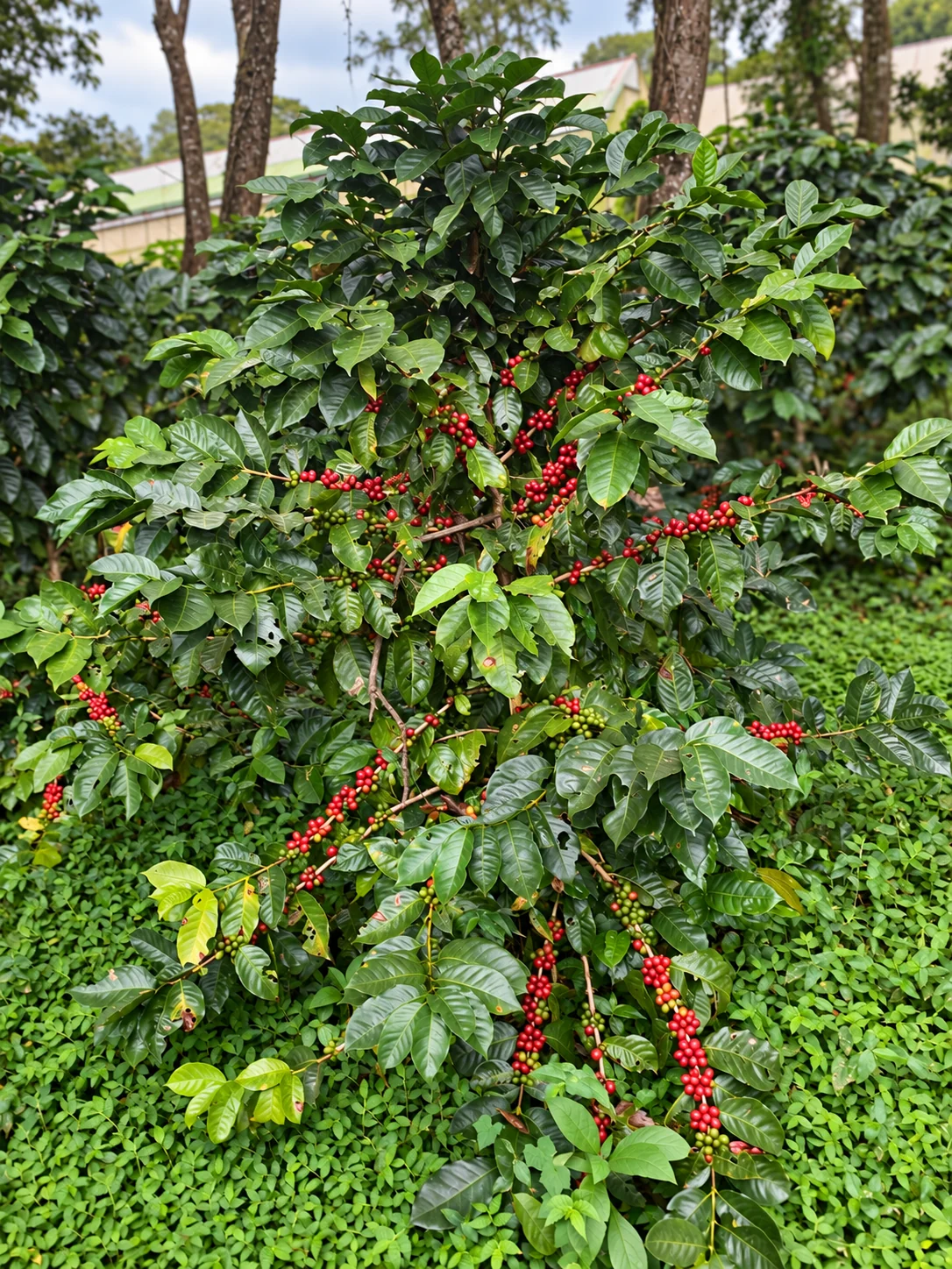 Cerezas rojas y verdes de café en la finca, fotografía facilitada por Encanto y retocada