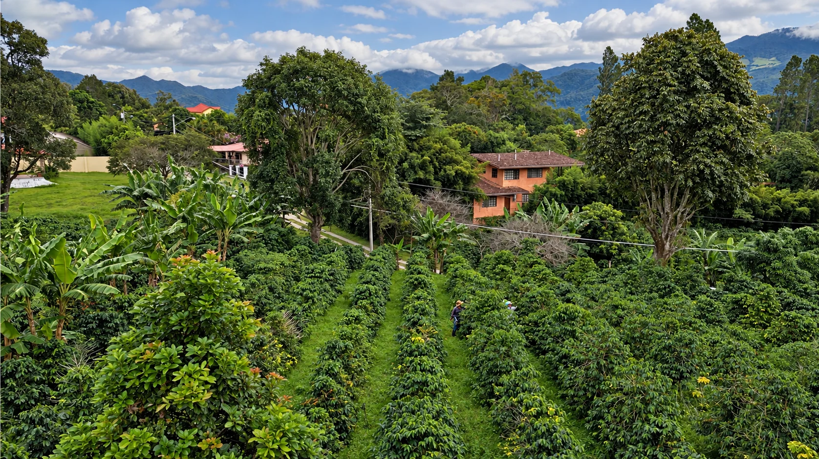 Vista de la finca y las montañas de Boquete, retocada a partir de una fotografía de Encanto
